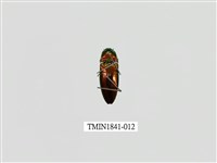 藏品(菲律賓產昆蟲)的圖片